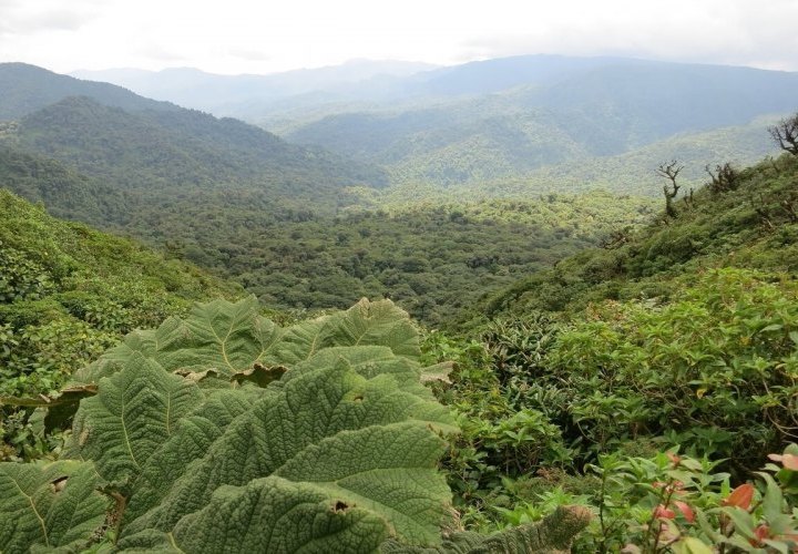 Transfer to Monteverde in the Cordillera de Tilarán