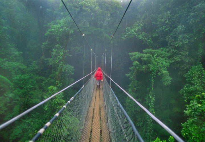 Discovery of the Hanging Bridges of Selvatura Park 