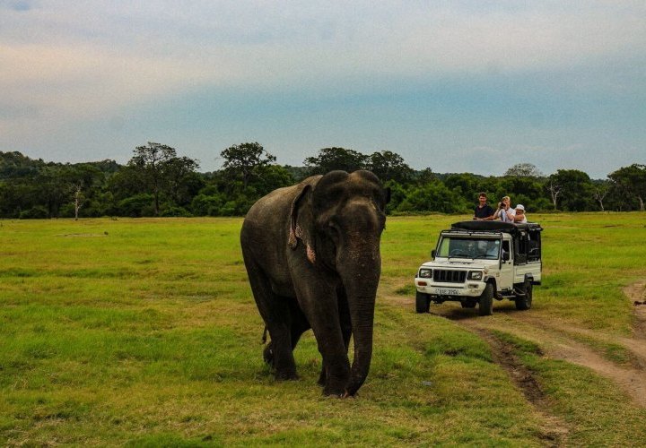 Exploración de Polonnaruwa y safari en jeep por la tarde en el Parque Nacional de Minneriya 