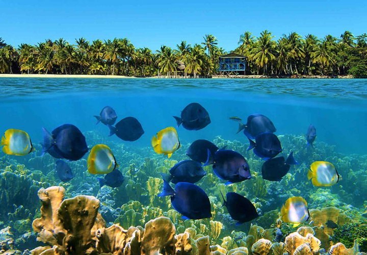 Snorkelling in the waters of Coral Cay Island, home to the most beautiful coral reefs in the Bocas del Toro Archipelago