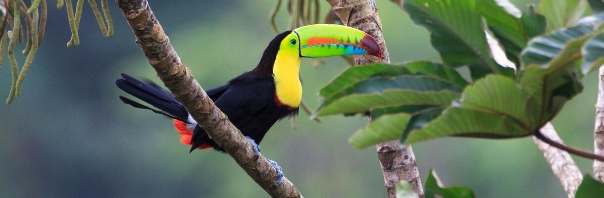 Costa Rica Nature and Wildlife Tour (“Pure Life” Adventure)